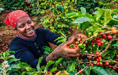 Coffee Farming and Harvesting