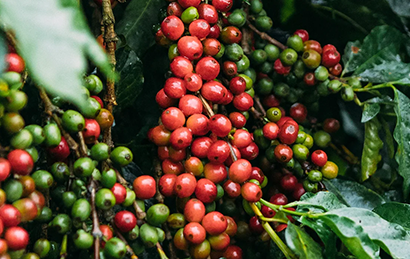 Coffee Farming and Harvesting